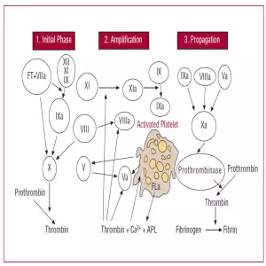 Coagulation Cell-based Model